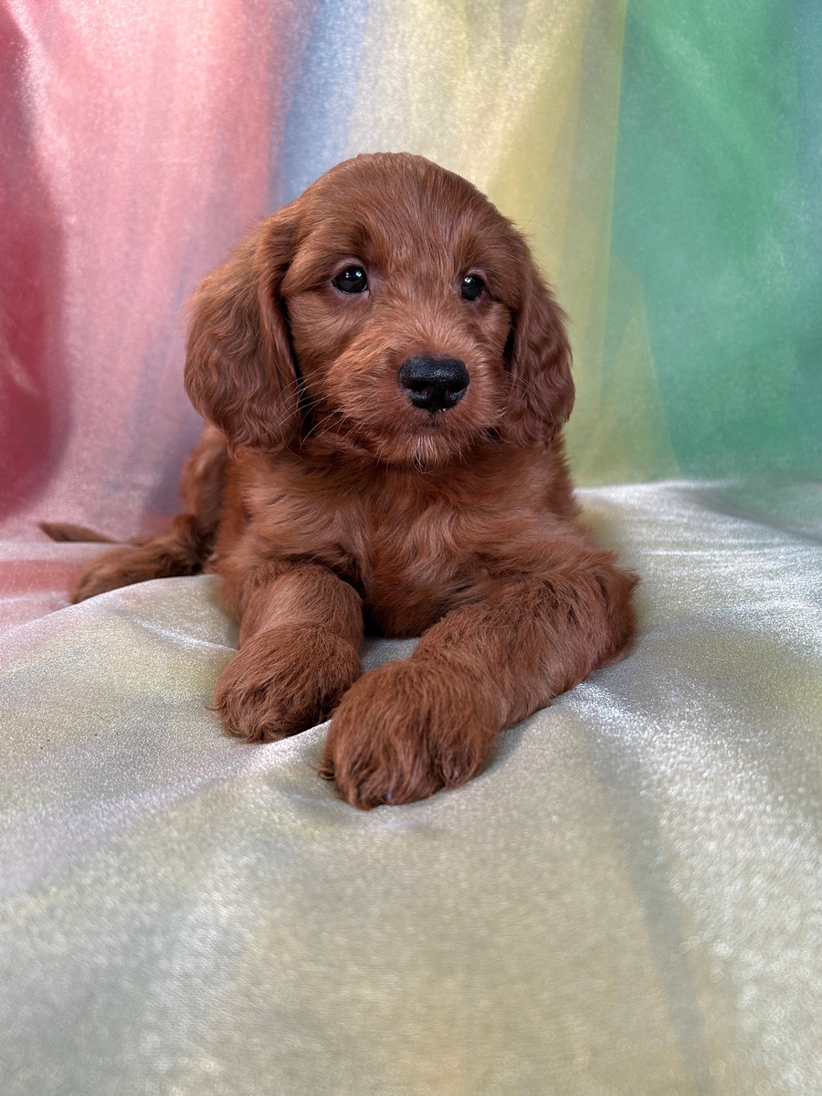 Dark Red Male F1b Miniature Goldendoodle Pup for Sale $1500